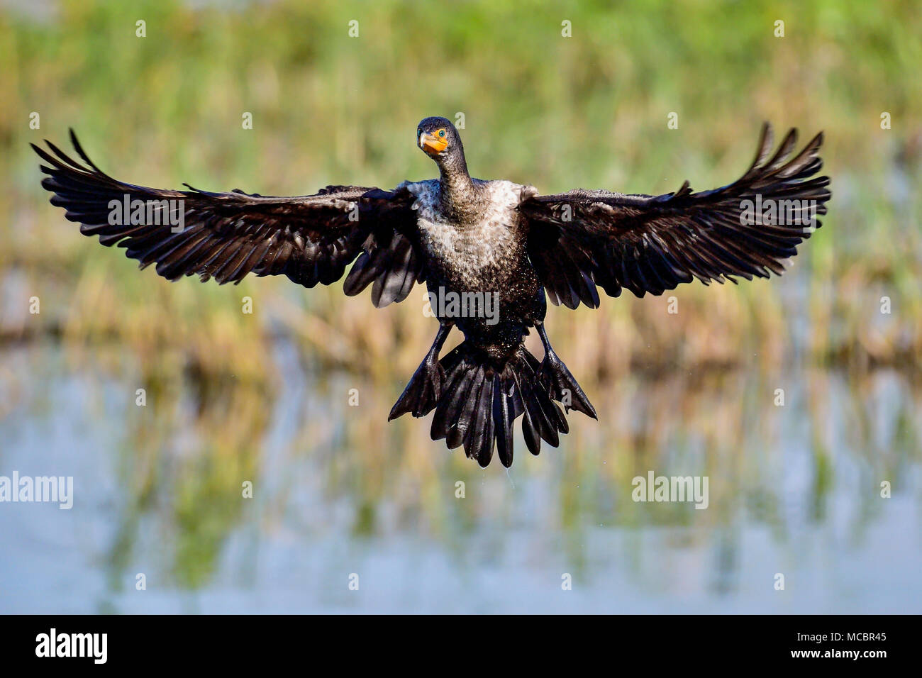 Guardare fuori...sto scendendo veloce! Foto Stock