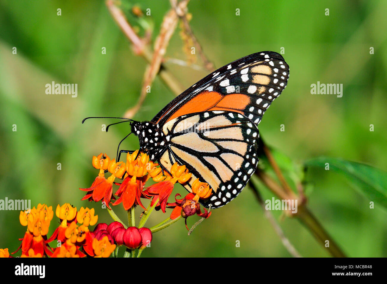 Farfalla monarca Foto Stock