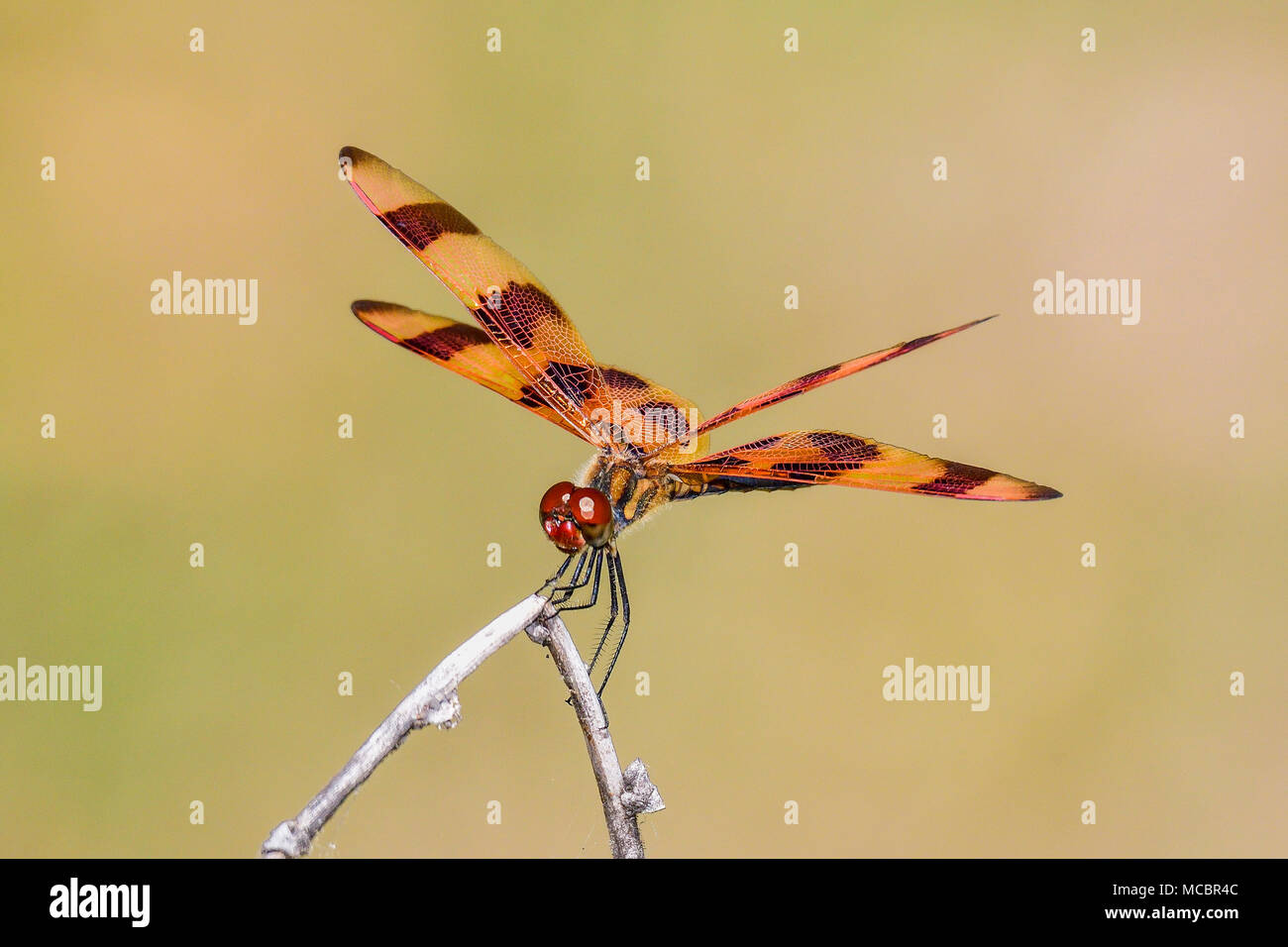 Halloween Pennant Foto Stock