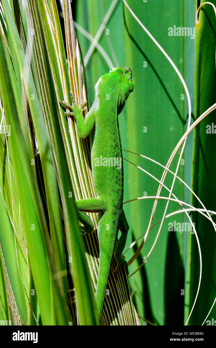 "Ho fiducia in te...posso trasformare il mio ritorno a te". Foto Stock