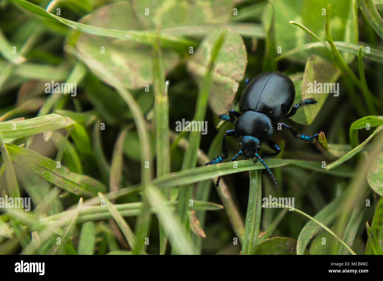 Nero dal naso sanguinante Beetle lottando per camminare sull'erba con blu piedi iridescenti, atenea e la testa. Foto Stock