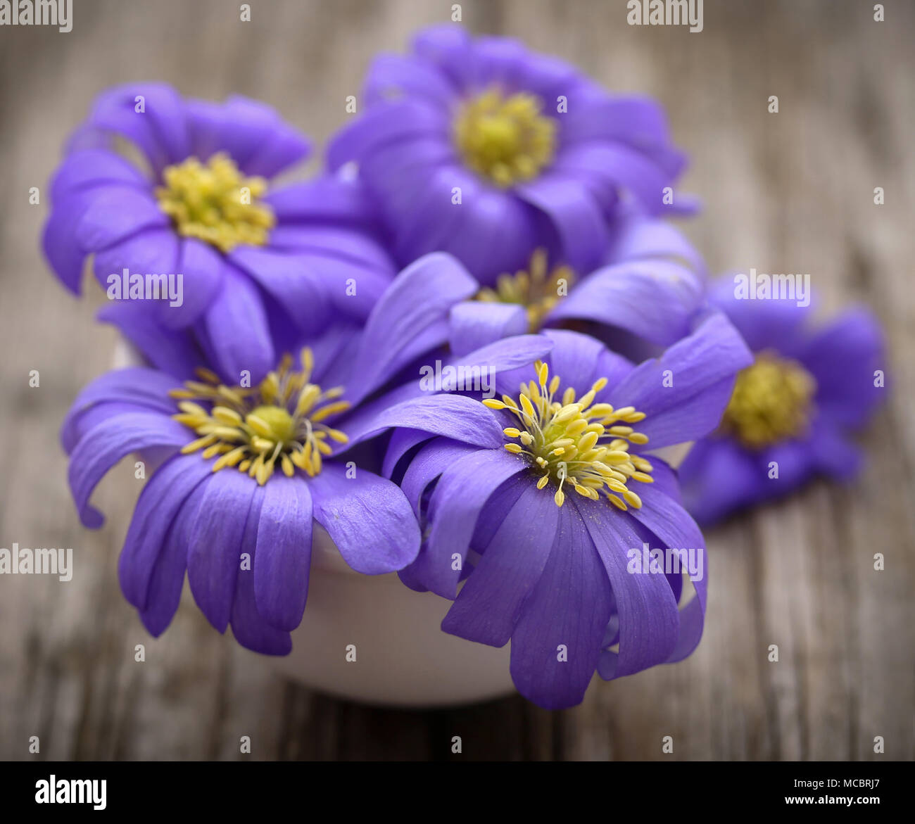 Anemone blanda sfumature di blu o Grecian Windflowers su una superficie di legno Foto Stock