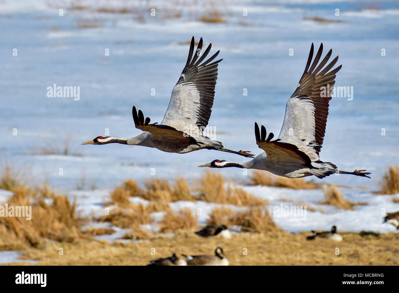 Volo sincronizzato. Foto Stock