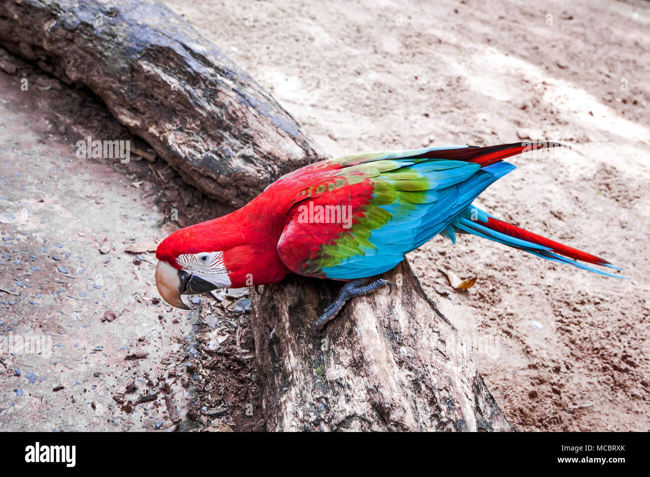 Brasiliano macaw rosso Foto Stock