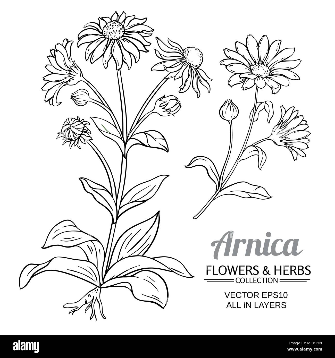 Arnica vettore impianto impostato su bianco sfondi Illustrazione Vettoriale