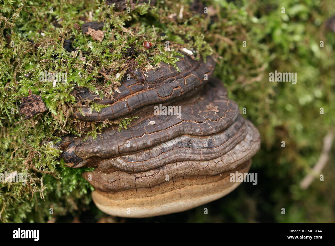 Cavalli la staffa di zoccolo di funghi (Fomes fomentarius) Foto Stock