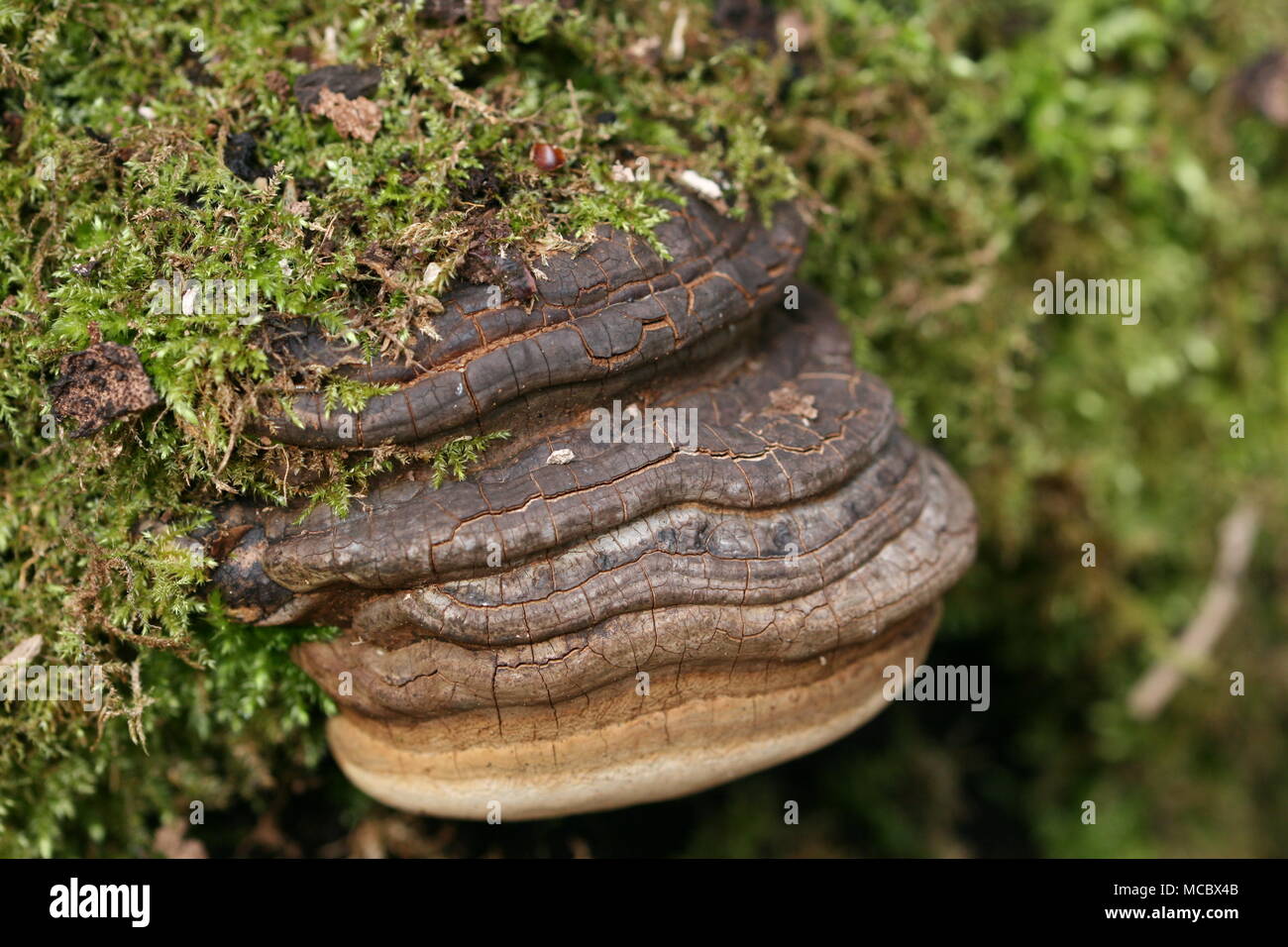 Cavalli la staffa di zoccolo di funghi (Fomes fomentarius) Foto Stock