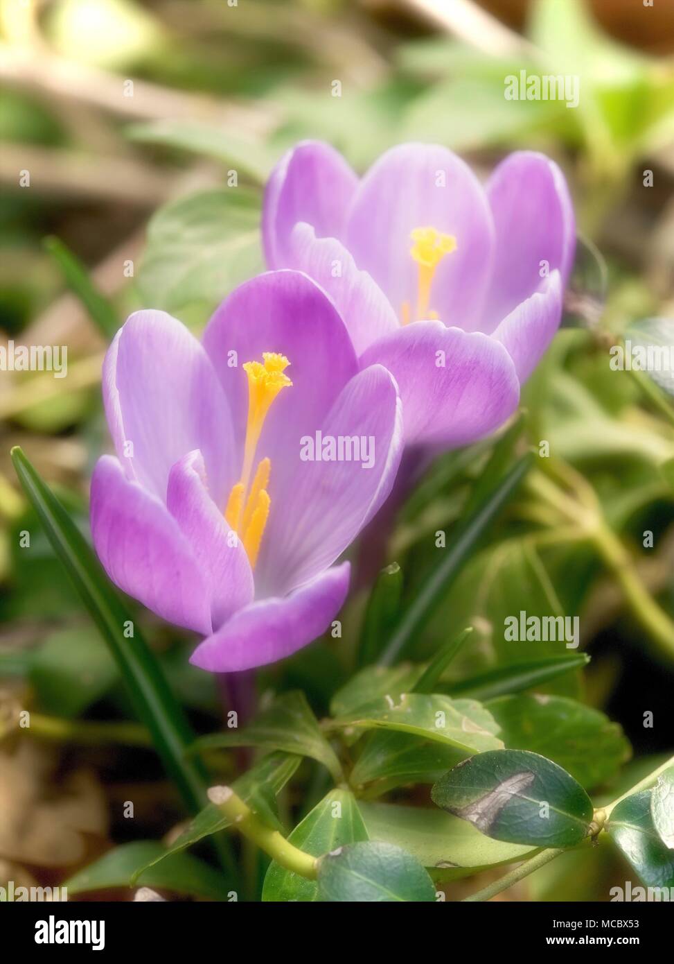 Crocus blooming Foto Stock