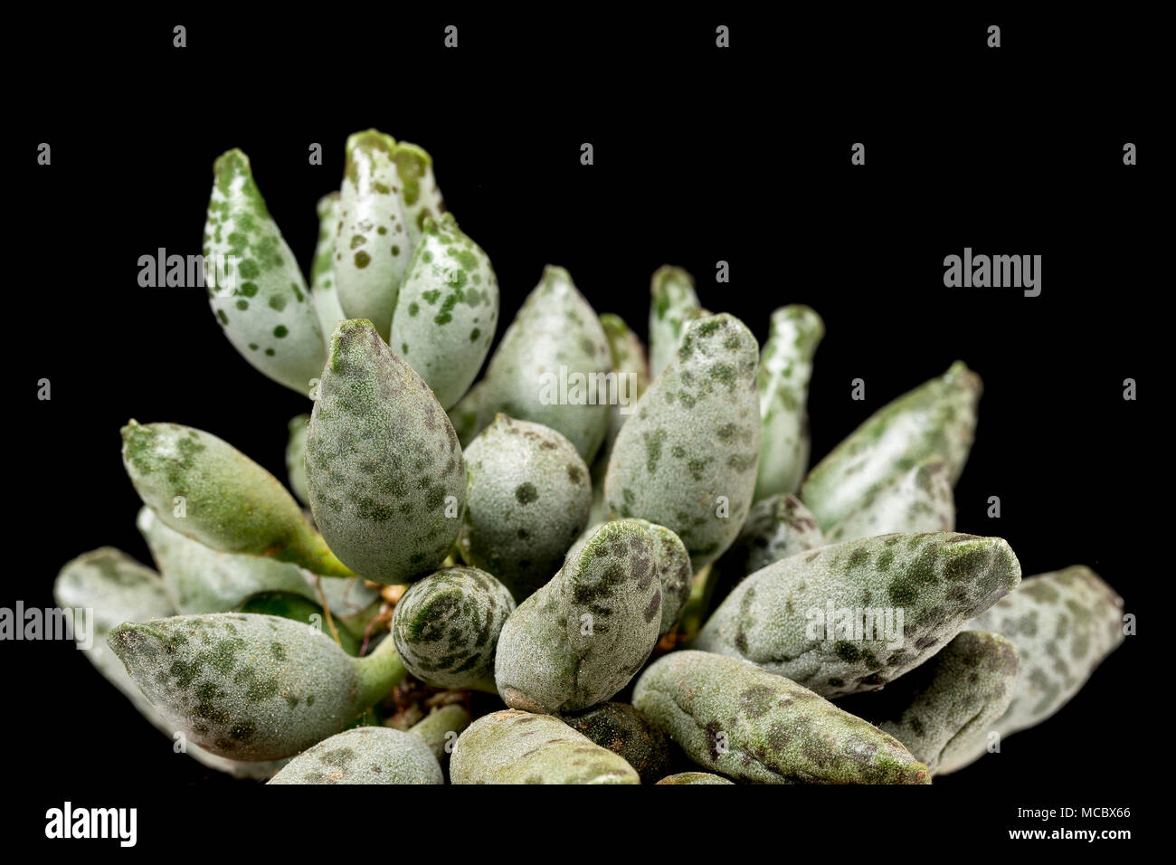 Plovers' UOVA, Adromischus festivum (aka Adromischus cooperi var. festivum) un sudafricano di piante succulente, nella coltivazione. Famiglia Piante succulente | Dicotiledoni Foto Stock