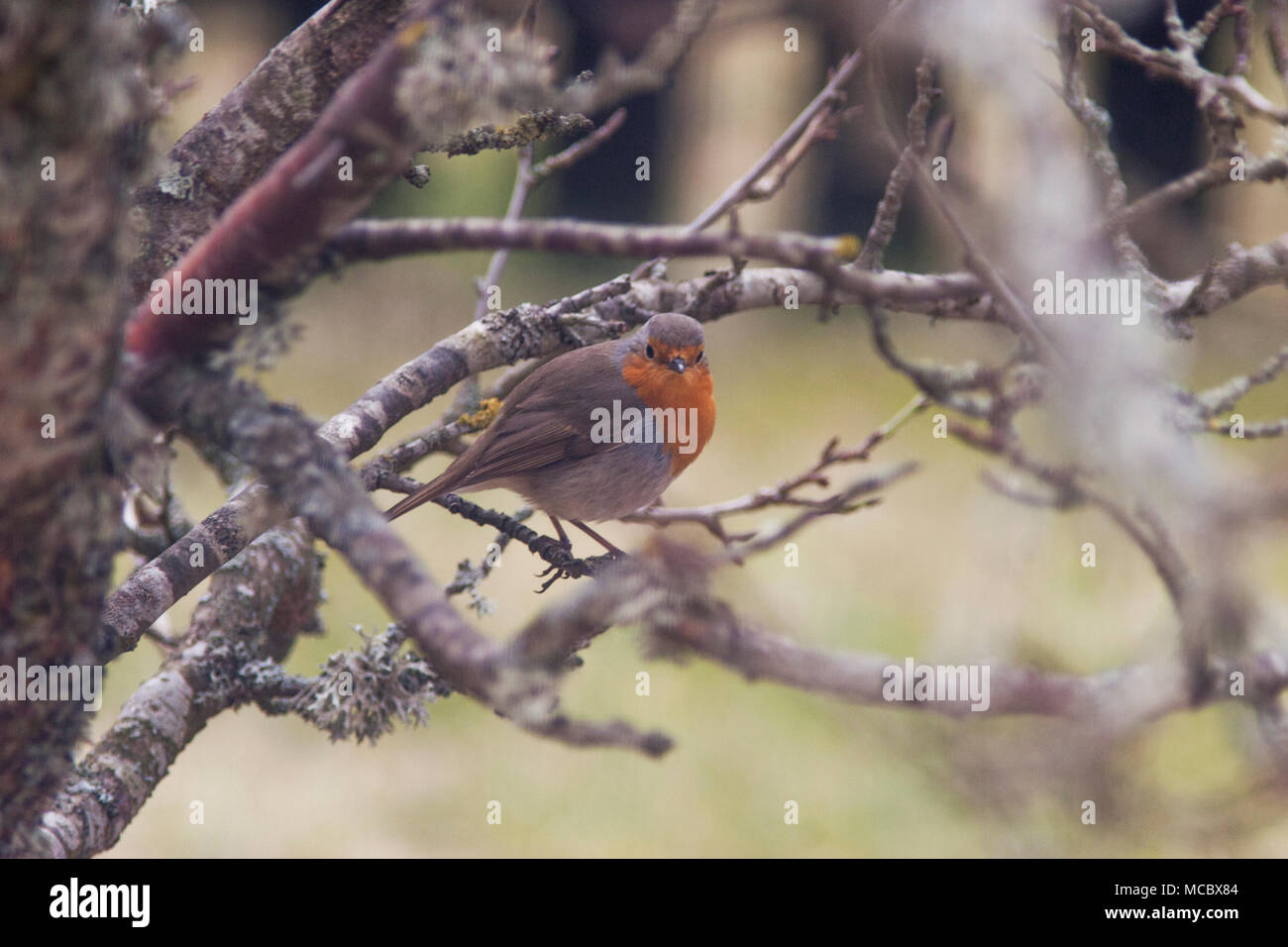 ROBIN EUROPEA 2018 Erithacus rubecula Foto Stock