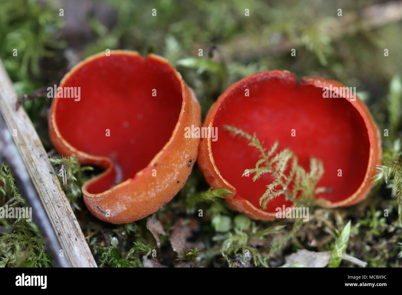Scarlet Elf Cup (Sarcoscypha coccinea) Foto Stock