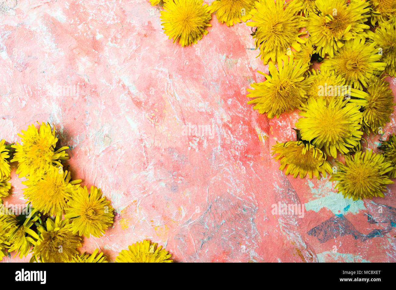 Tarassaco fiori sul dipinto di rosso sfondo con spazio di copia Foto Stock