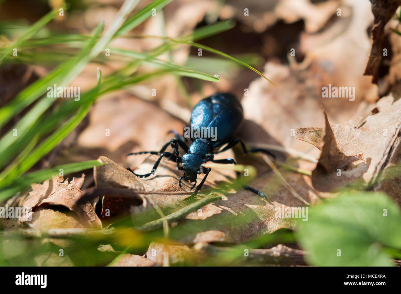 L'olio beetle (Meloe proscarabaeus) da Lonjsko polje, Croazia Foto Stock