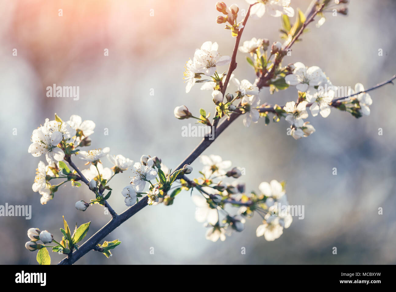 Bianco Ciliegio fiori sul tempo di primavera Foto Stock