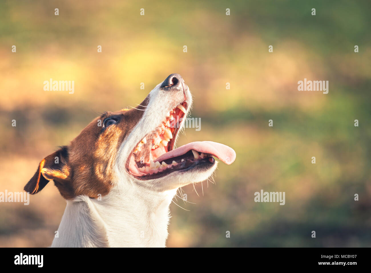 Jack Russel terrier con bocca aperta Foto Stock