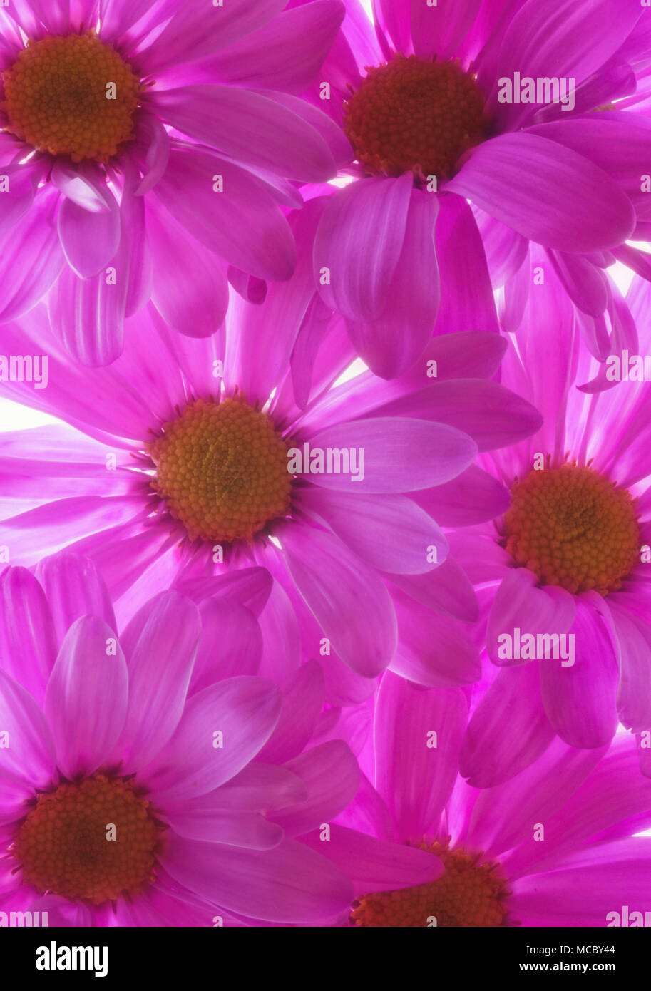 Close up guardando verso il basso sulla retroilluminato rosa viola le mamme Foto Stock