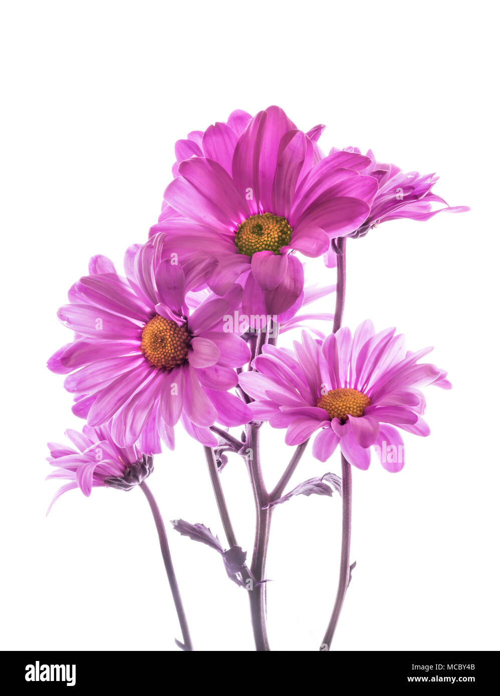 Mazzetto di purple rosa mamme aganist uno sfondo bianco Foto Stock