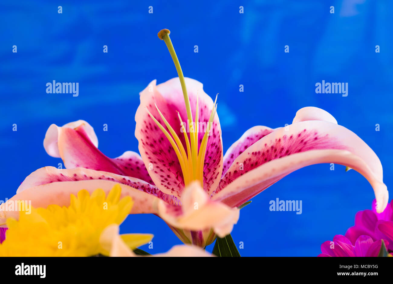 Chiusura del singolo di colore rosso e bianco Stargazer Lily contro uno sfondo blu Foto Stock