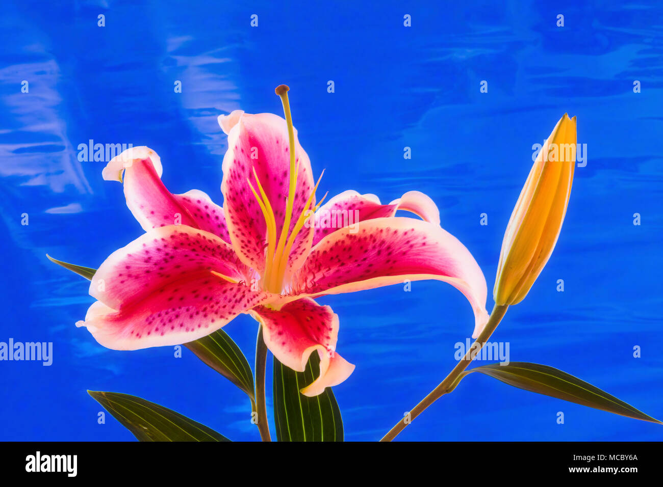Chiusura del singolo di colore rosso e bianco Stargazer Lily contro uno sfondo blu Foto Stock