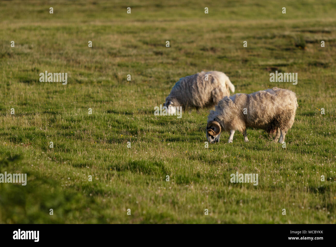 Scottish Blackface, maschio di pascolare su campo, Scotland, Regno Unito Foto Stock