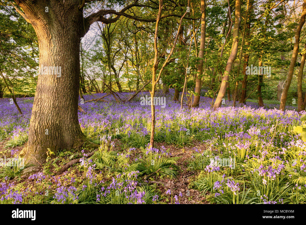 Bluebell percorso immerso in un bosco di nascosto in NORFOLK REGNO UNITO. Molla selvatici fioriture dei fiori a sunrise in una foresta. Foto Stock