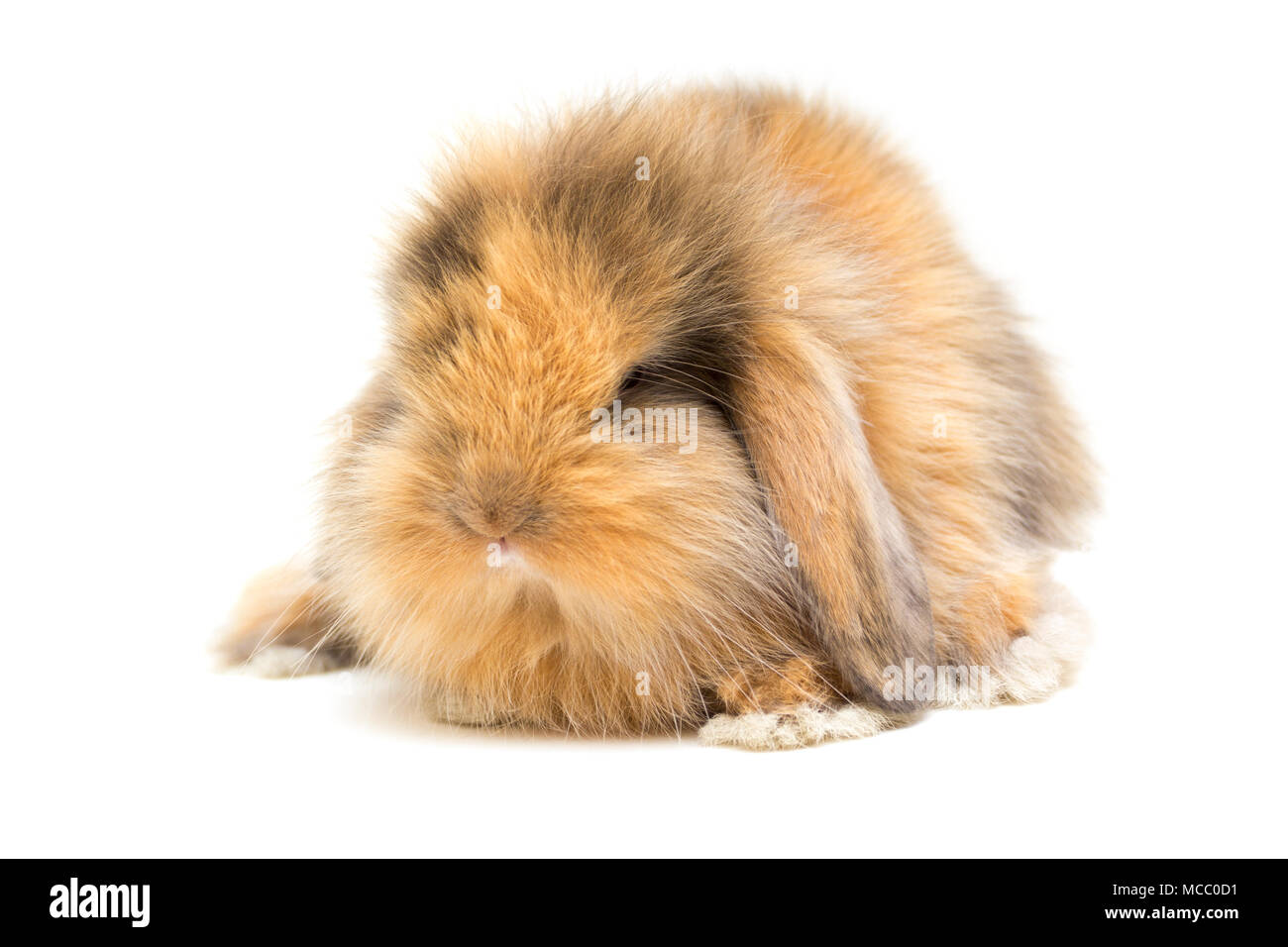 Piccolo lop-eared coniglio isolato su sfondo bianco. Foto Stock