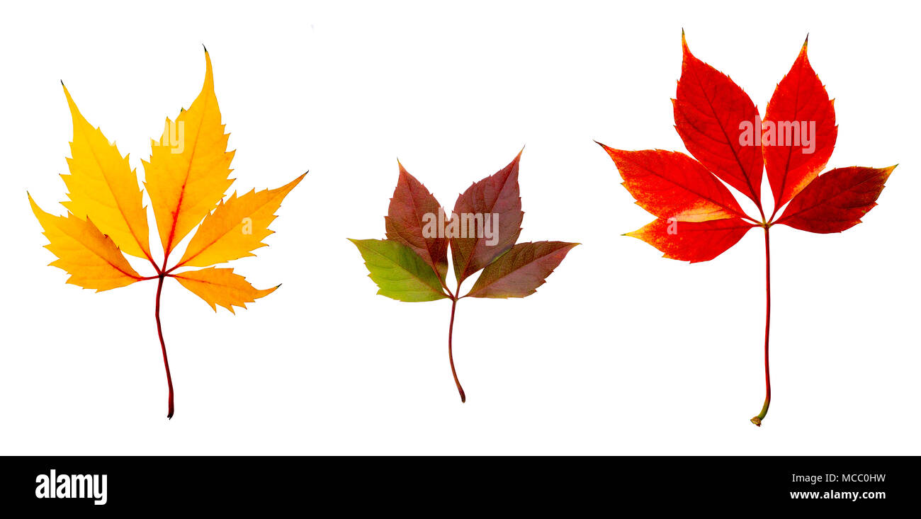 Set di colori diversi in autunno di foglie di vite isolata su bianco. Foto Stock