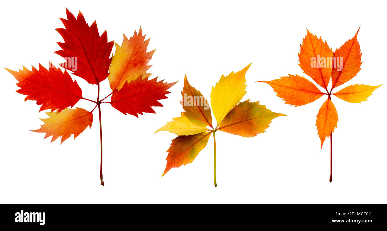 Set di colori diversi in autunno di foglie di vite isolata su bianco. Foto Stock