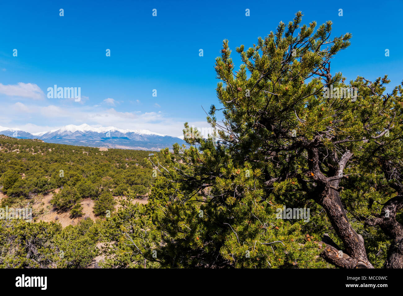 Mt. Shavano; picchi collegiale; montagne rocciose; central Colorado; USA Foto Stock