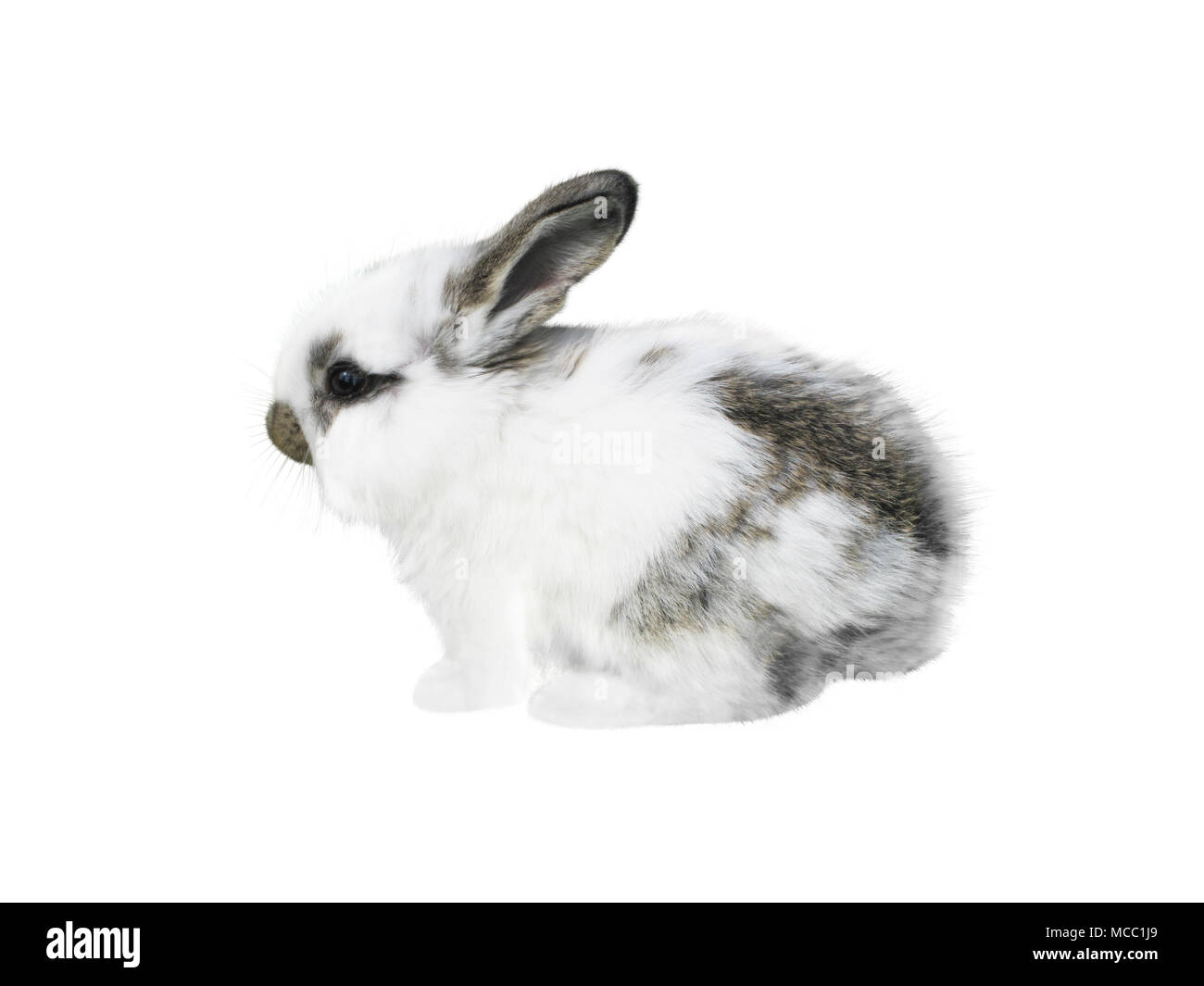 Poco bianco a macchie isolato di coniglio su bianco Foto Stock