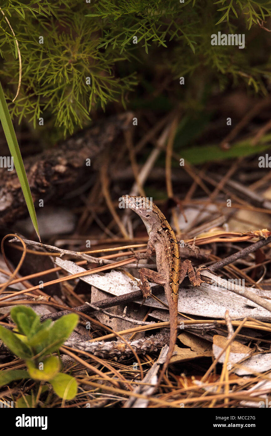 Brown anole lizard Anolis sagrei si arrampica su erba e foglie in Immokalee, Florida Foto Stock