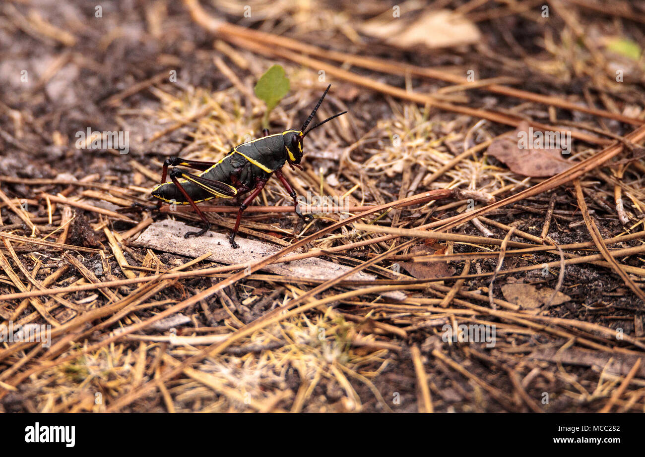 I capretti marrone e giallo gomma orientale grasshopper Romalea microptera anche chiamato Romalea guttata si arrampica su erba e foglie in Immokalee, Florida Foto Stock