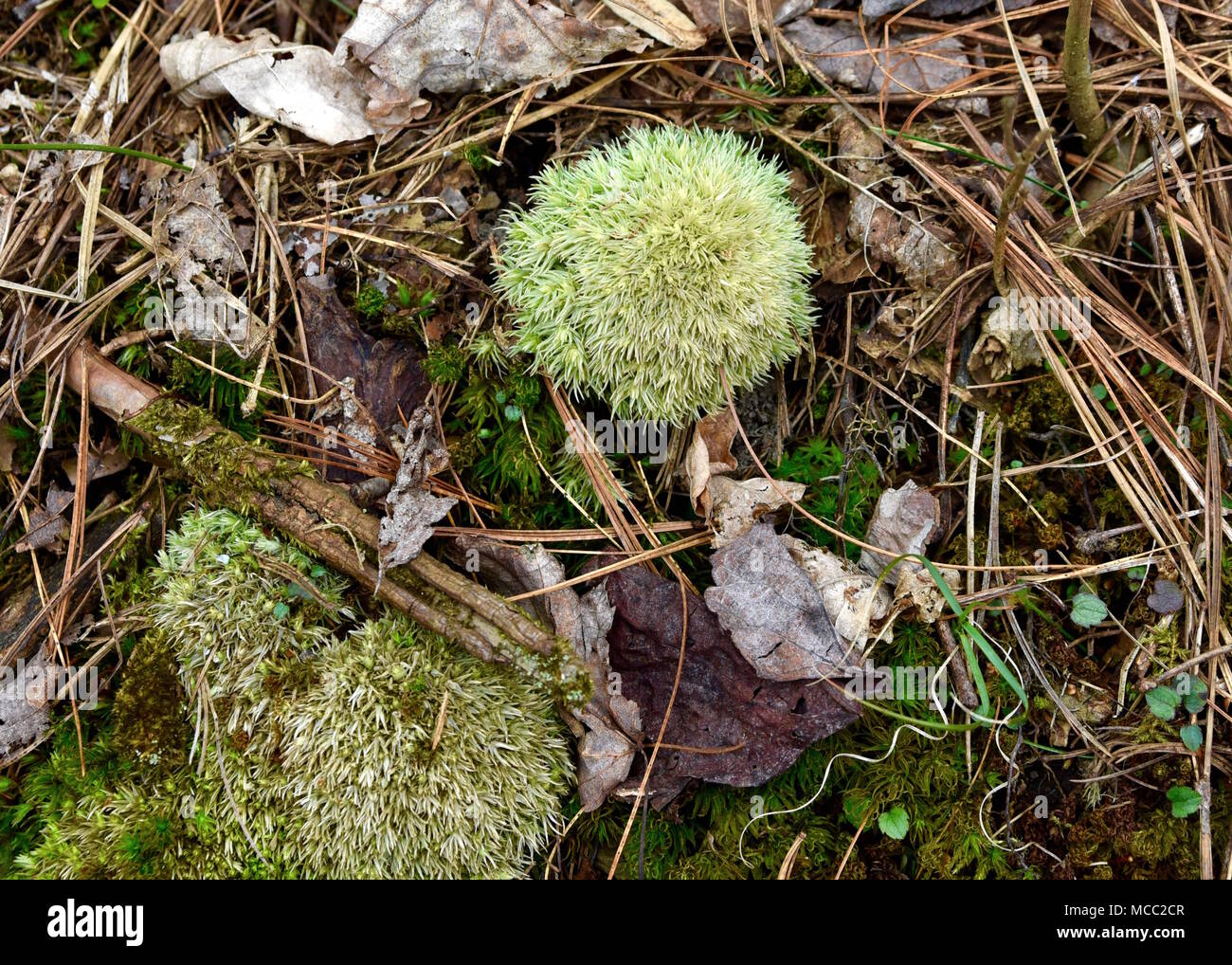 Una piccola scopa spazzate dal vento moss in una foresta di pini Foto Stock