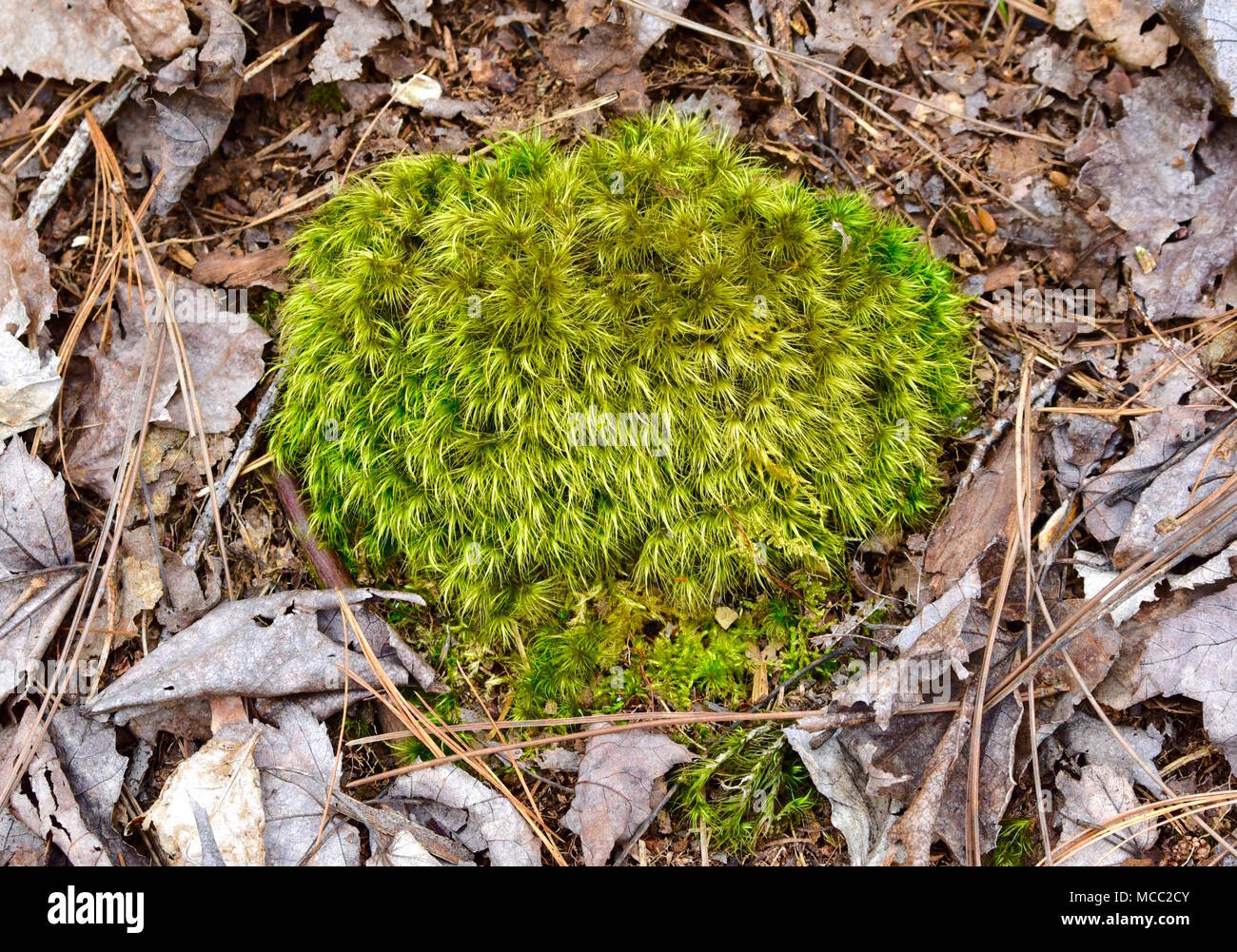Una grande scopa spazzate dal vento moss in una foresta di pini Foto Stock