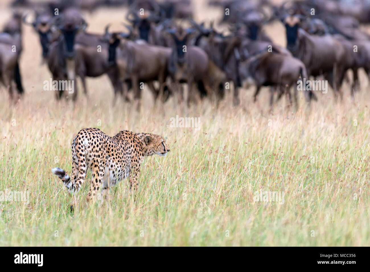 Wild african cheetah, splendido animale mammifero. Africa Kenya Foto Stock