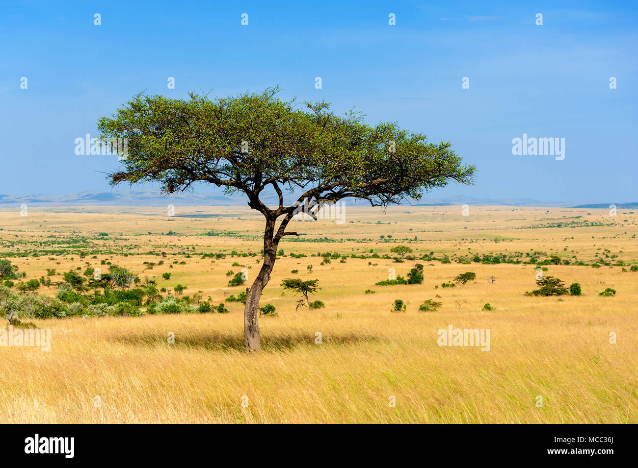 Bellissimo paesaggio con nessuno albero in Africa Foto Stock