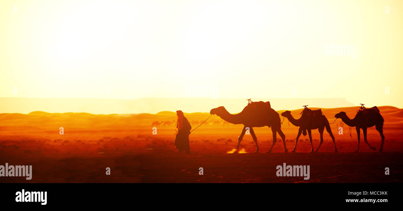 Banner orizzontale con la carovana di cammelli nel deserto del Sahara, Marocco. Autista-berber con tre cammelli dromedario su sunrise sfondo cielo Foto Stock