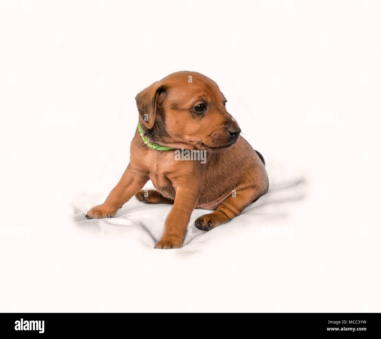 Il Miniature pinscher cucciolo, 1 mesi di età, seduti su sfondo bianco Foto Stock