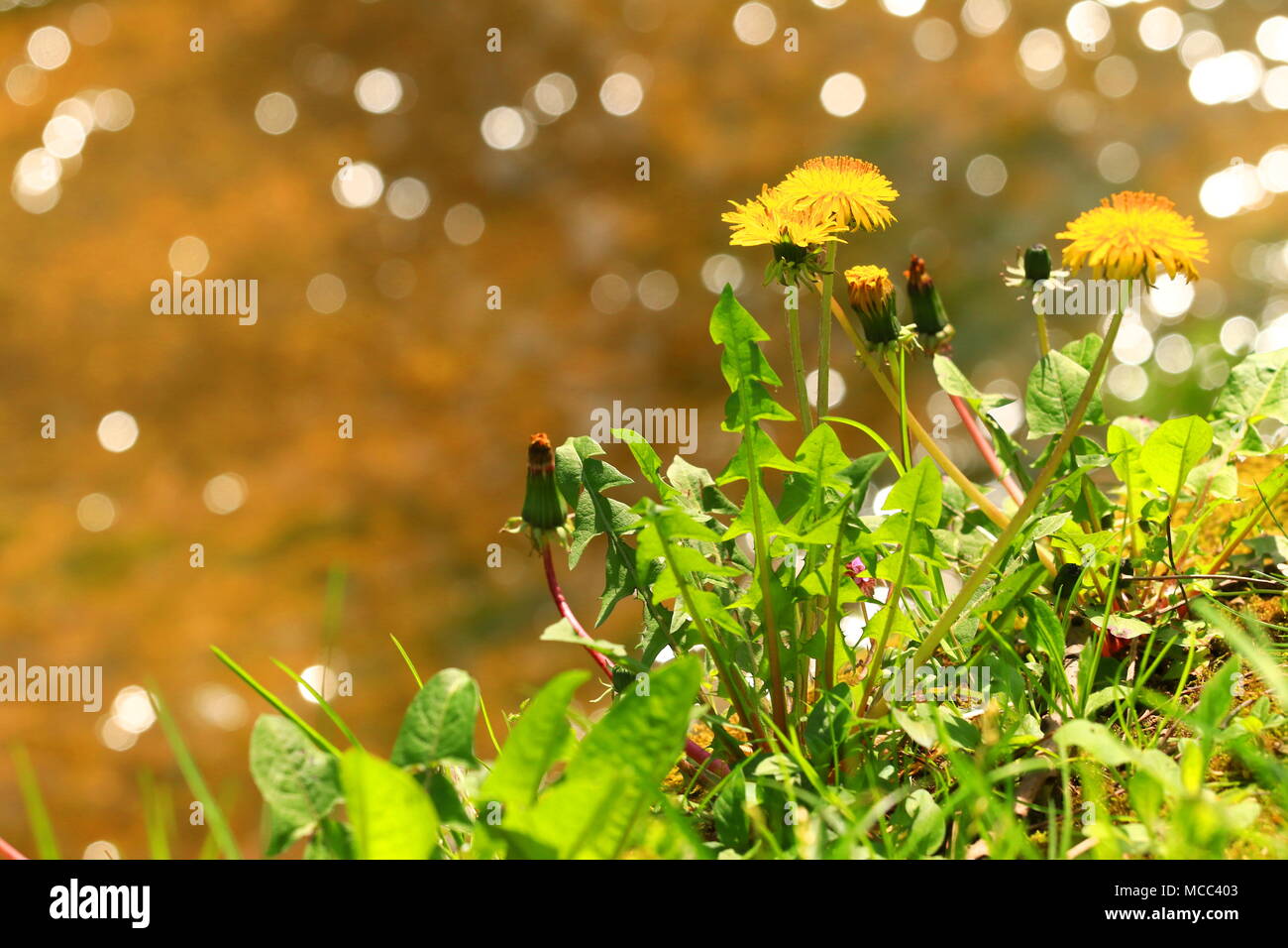 Il tarassaco con sfondo bokeh di fondo Foto Stock