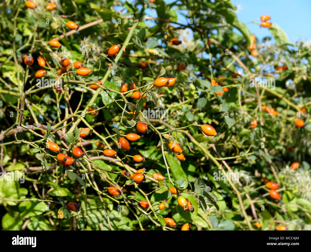 La rosa selvatica, arance mature frutti di rosa canina o Rosa selvatica, una specie originaria di Europa, Africa nord-occidentale e Asia occidentale. Nome latino di Rosa canina. Foto Stock