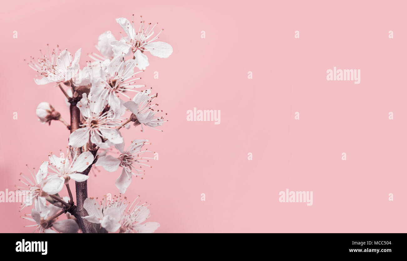 Bianco ciliegio in fiore rosa pastello, sfondo primavera la natura e le vacanze formato Foto Stock