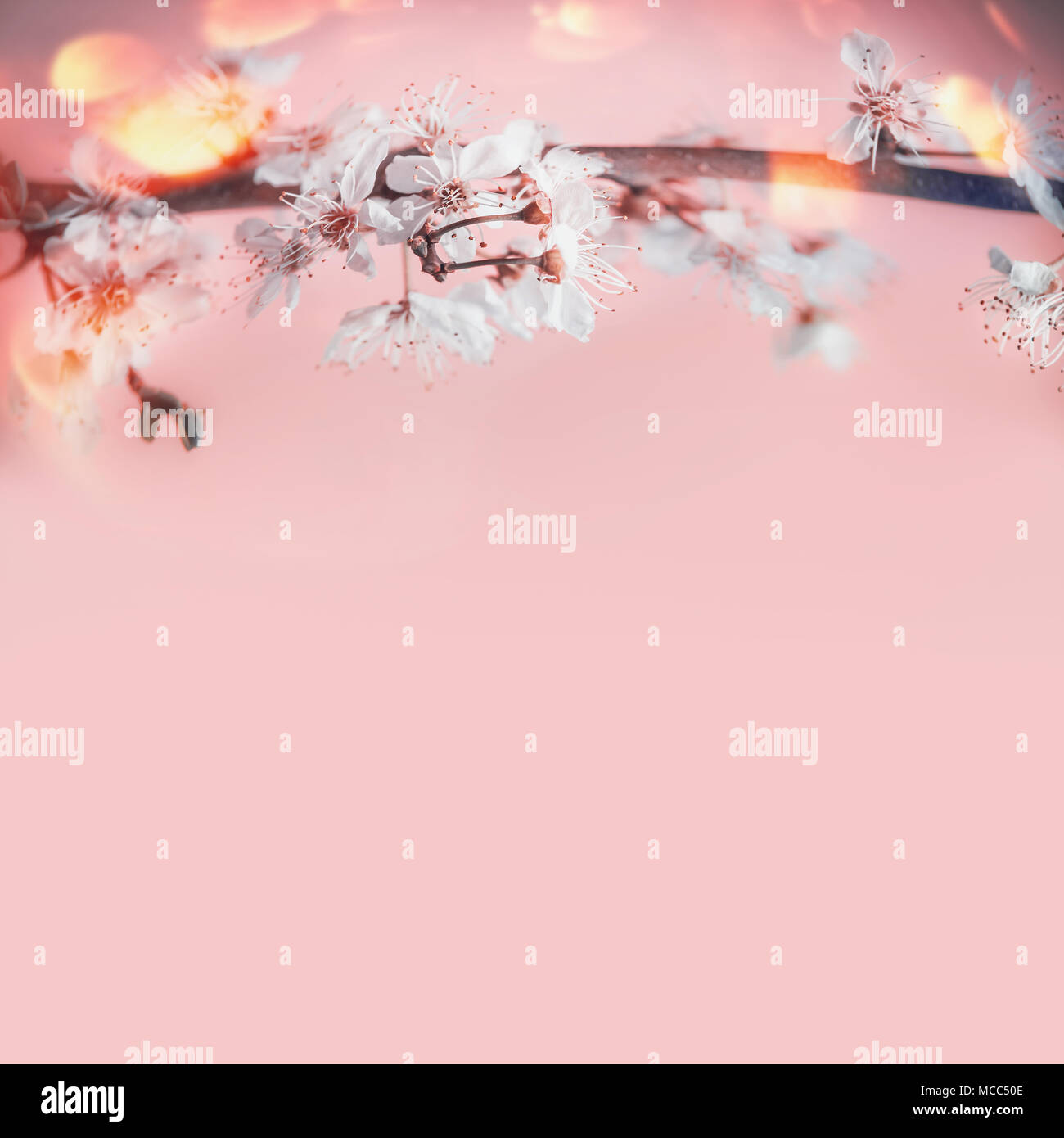 Piuttosto la molla con sfondo bianco ciliegio in fiore rosa pastello con sfondo bokeh soleggiata, di confine Foto Stock