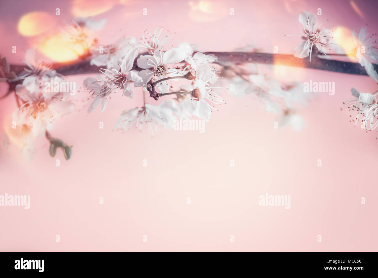 Molla di bello sfondo con close up di bianco di fiori di ciliegio in rosa pastello con sfondo bokeh di fondo Foto Stock