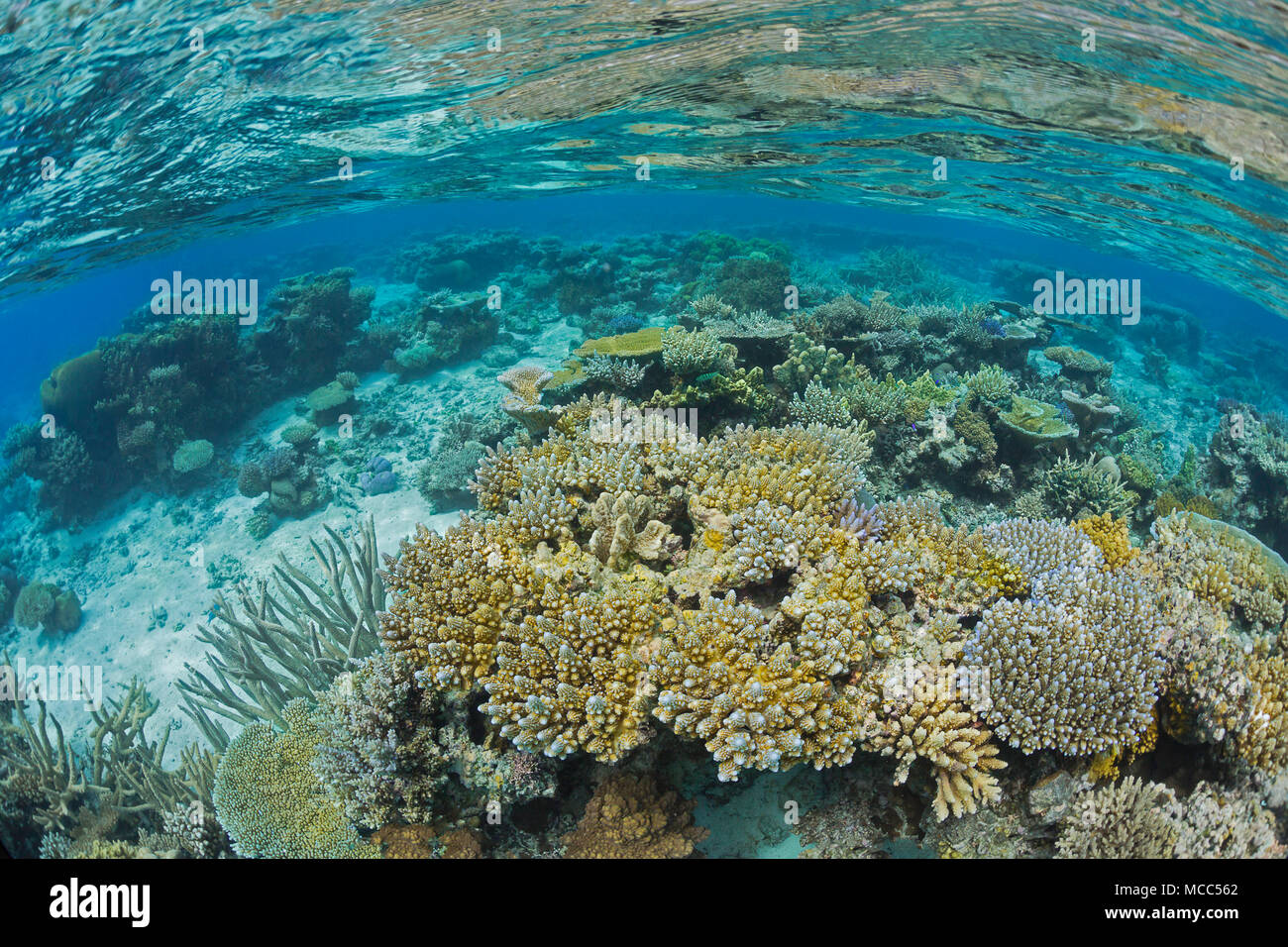 Un fondale basso scena sulla barriera corallina al largo dell'isola di Kadavu, Fiji. Foto Stock