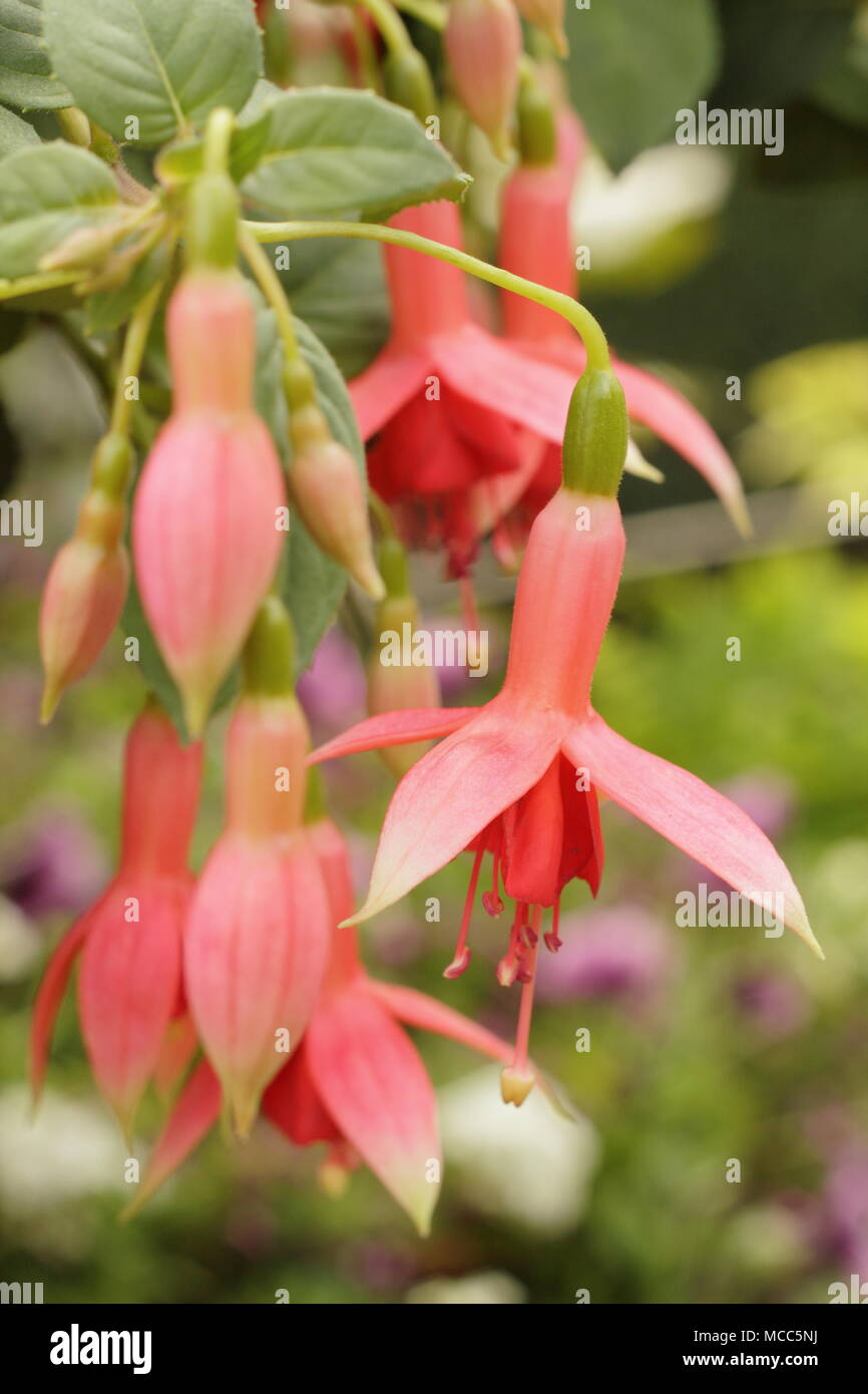 "Fuchsia coachman' fioritura in una cesta appesa in tarda estate il giardino del Regno Unito Foto Stock