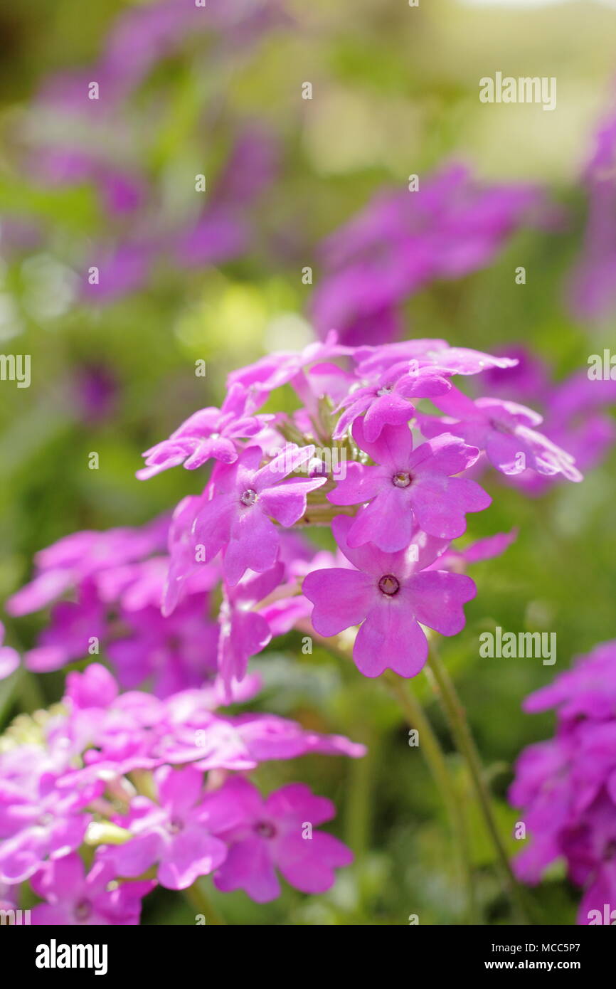 La verbena viola 'Azteca Magic' serie. 'Azteca Magic Verbena viola' fioritura in una cesta appesa di tarda estate, REGNO UNITO Foto Stock