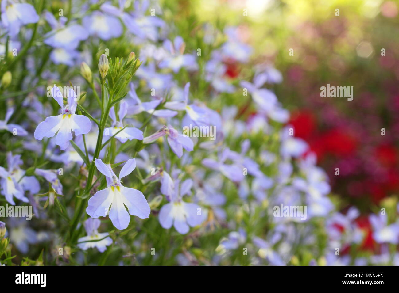 Lobelia erinus 'cascata Azure nebbia'. Lobelia "Azure nebbia' (Cascata serrières), fioritura in una cesta appesa in un giardino inglese, tarda estate, REGNO UNITO Foto Stock
