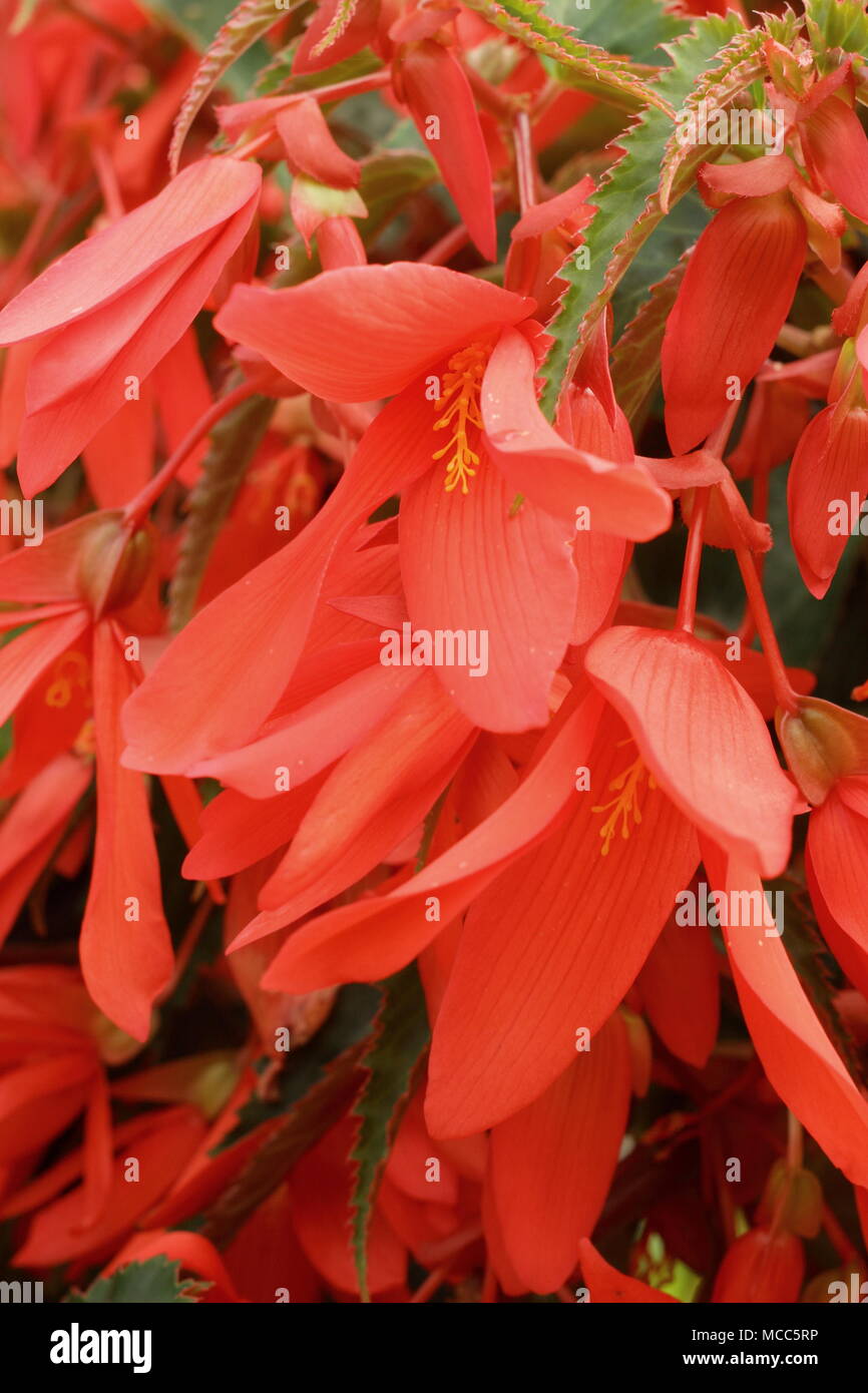 Trailing Begonia milioni di baci devozione fioritura in una cesta appesa in tarda estate, REGNO UNITO Foto Stock