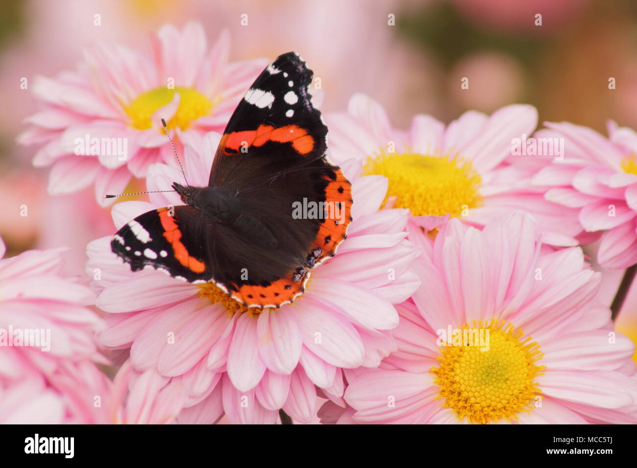 Red Admiral butterfly (Vanessa Atalanta) su crisantemo 'nozze Enbee' fiore in un giardino inglese, tarda estate,UK Foto Stock