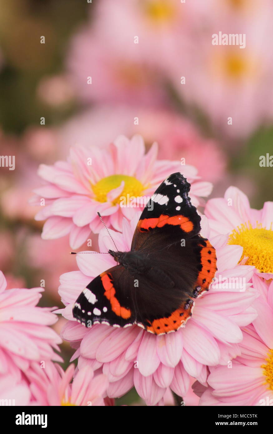 Red Admiral butterfly (Vanessa Atalanta) su crisantemo 'nozze Enbee' fiore in un giardino inglese, tarda estate,UK Foto Stock